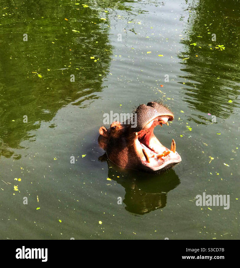 Happy hippo hires stock photography and images Alamy