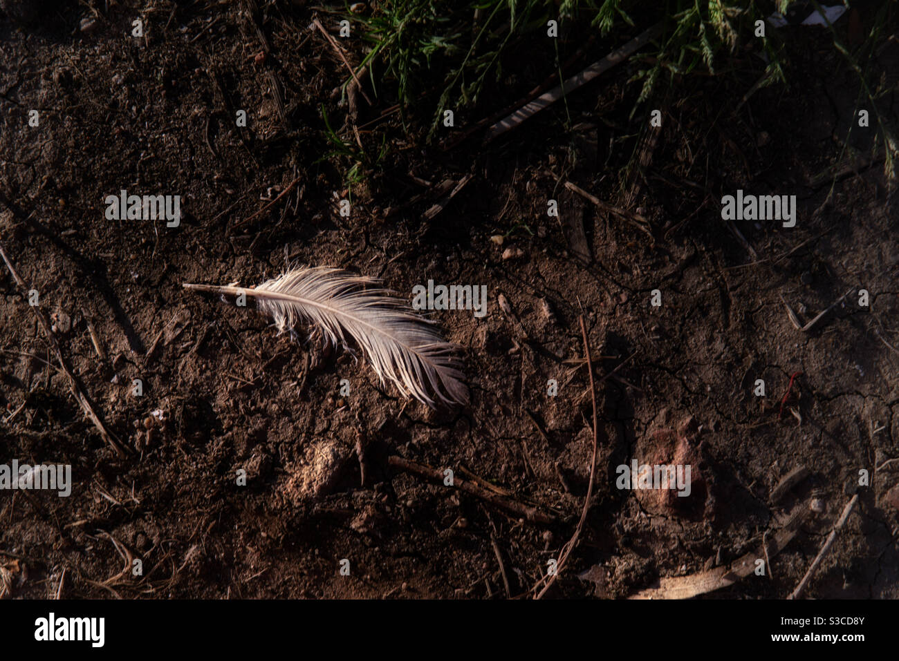 a white feather lying on dark soil - Smartphone Captured Stock Image