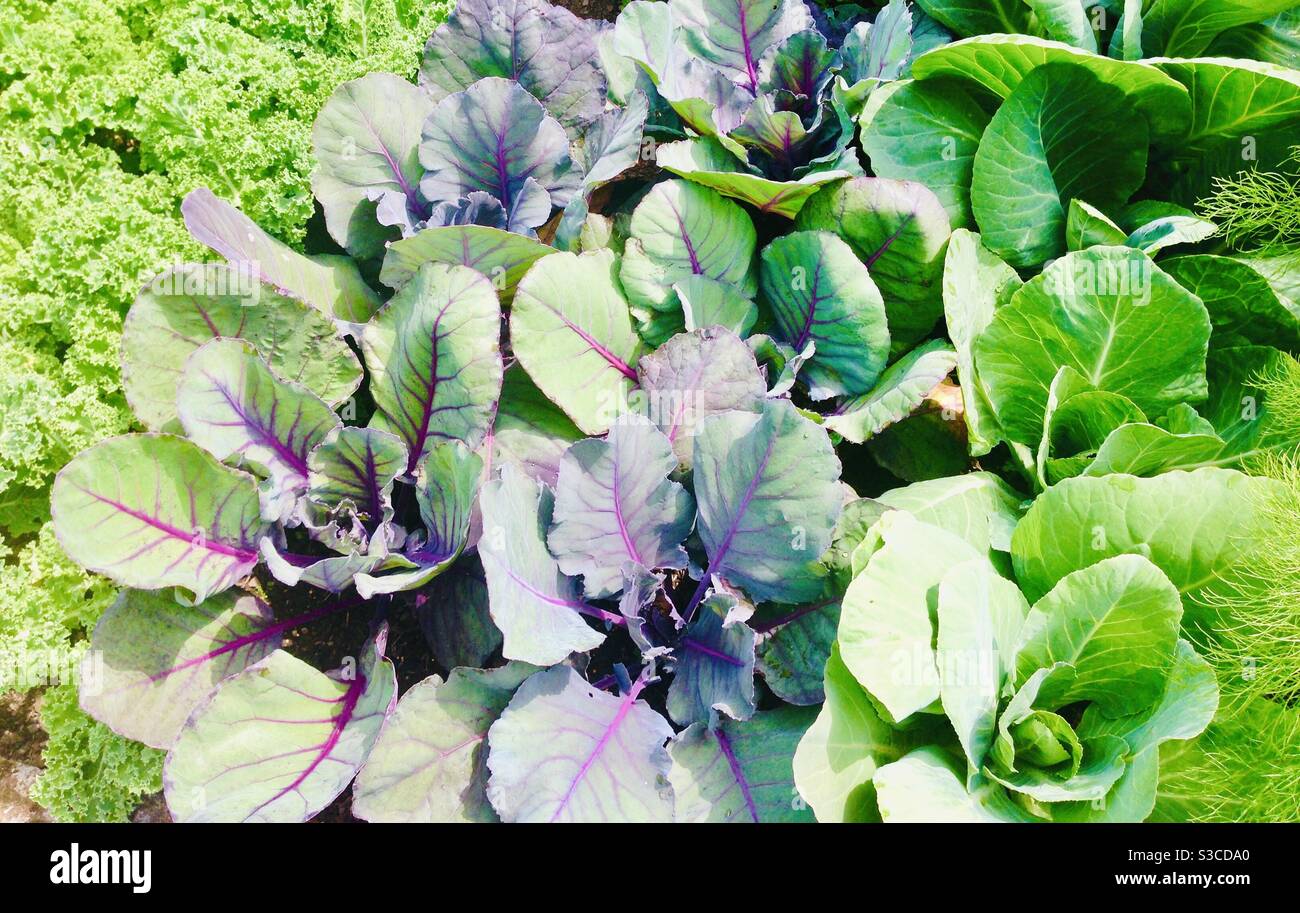 Garden vegetables - home grown cabbages in a British vegetable garden Stock Photo