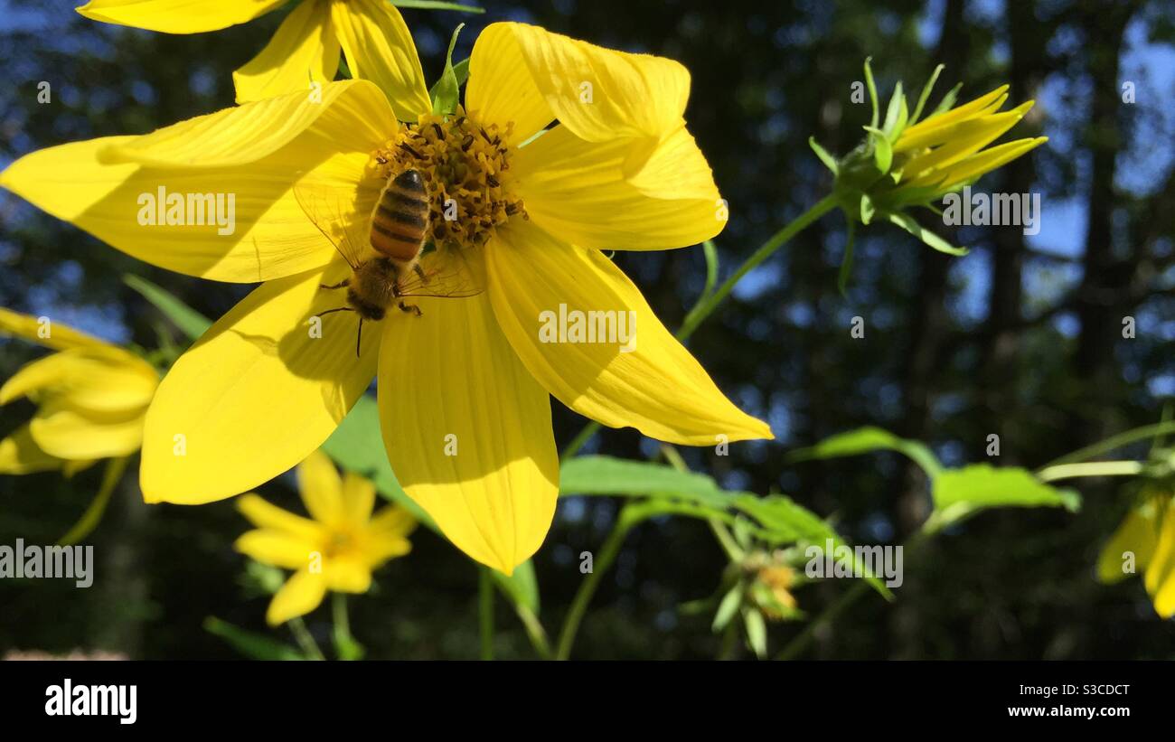 A honeybee forages for nectar inside a wildflower. - Smartphone Captured Stock Image
