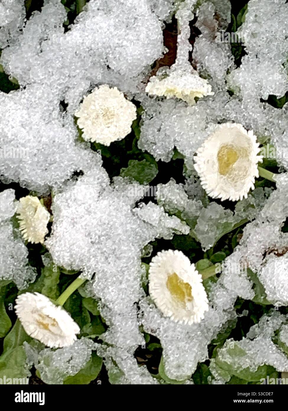 White daisies, full flowered  covered with firdt snow and frozen. Stock Photo