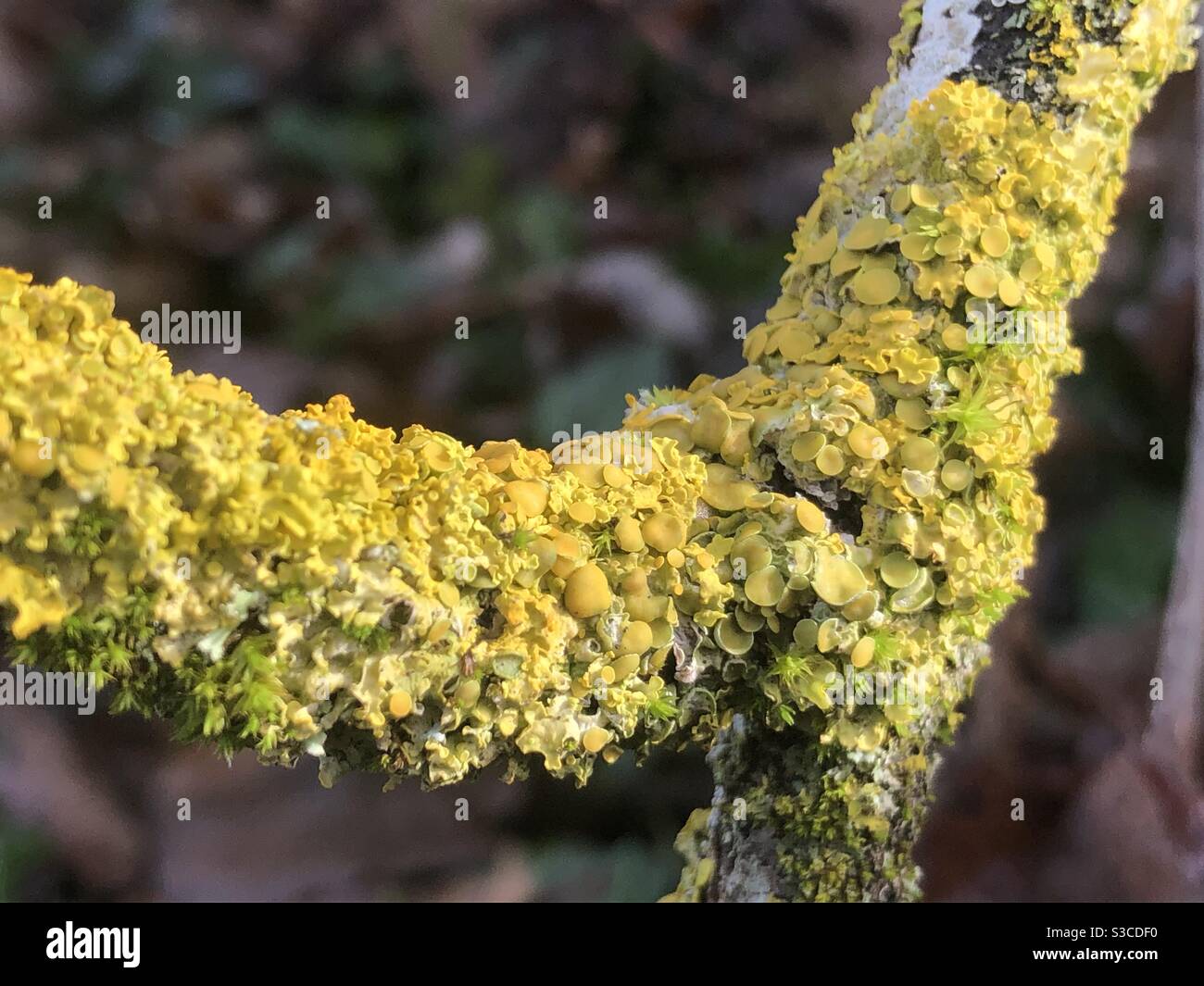 Bend in a branch smothered in fluorescent yellow and green lichen fungus Stock Photo