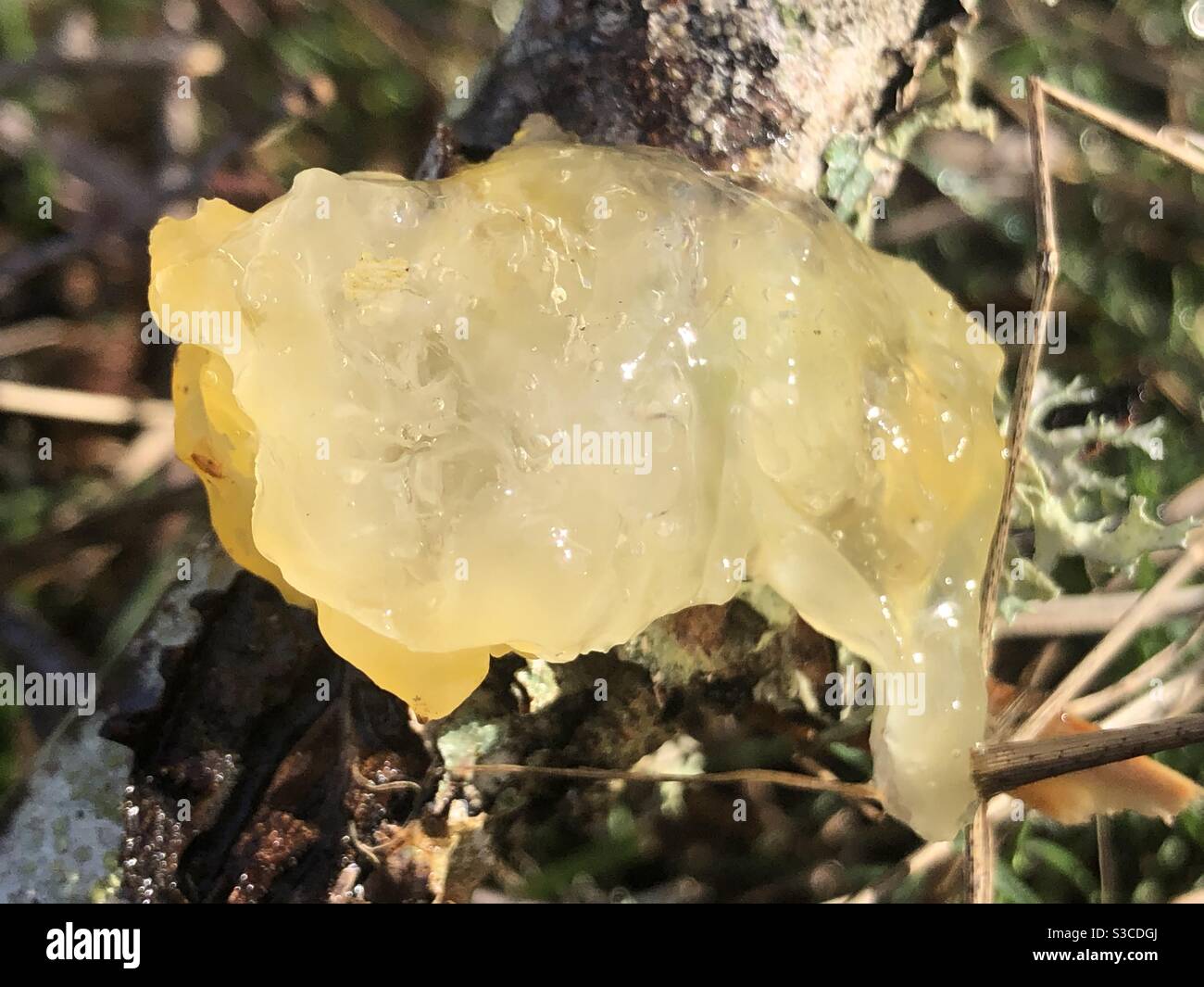 Slimy jelly mushroom in the glow of the morning light. Stock Photo