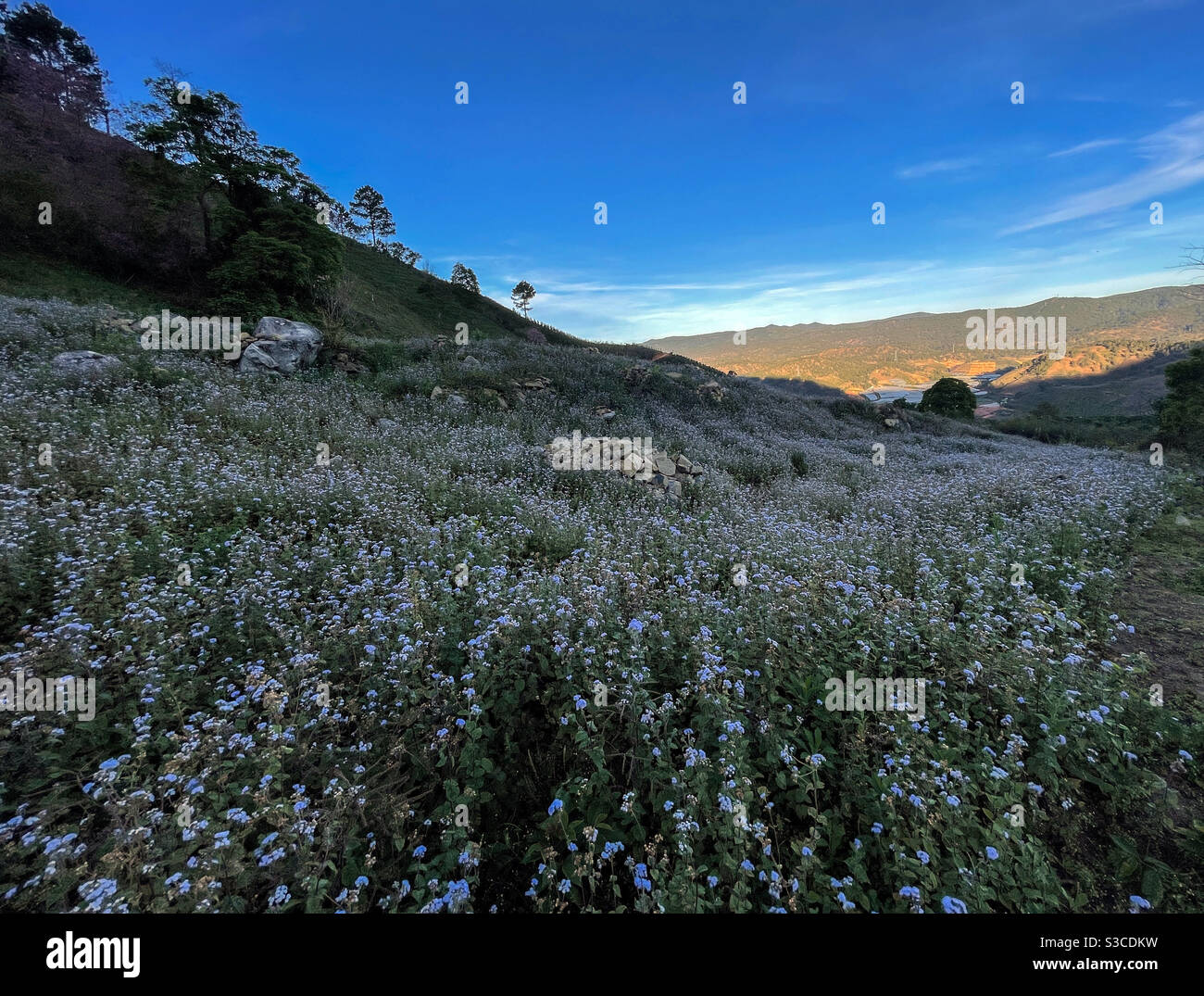 Sunshine flower hi-res stock photography and images - Alamy