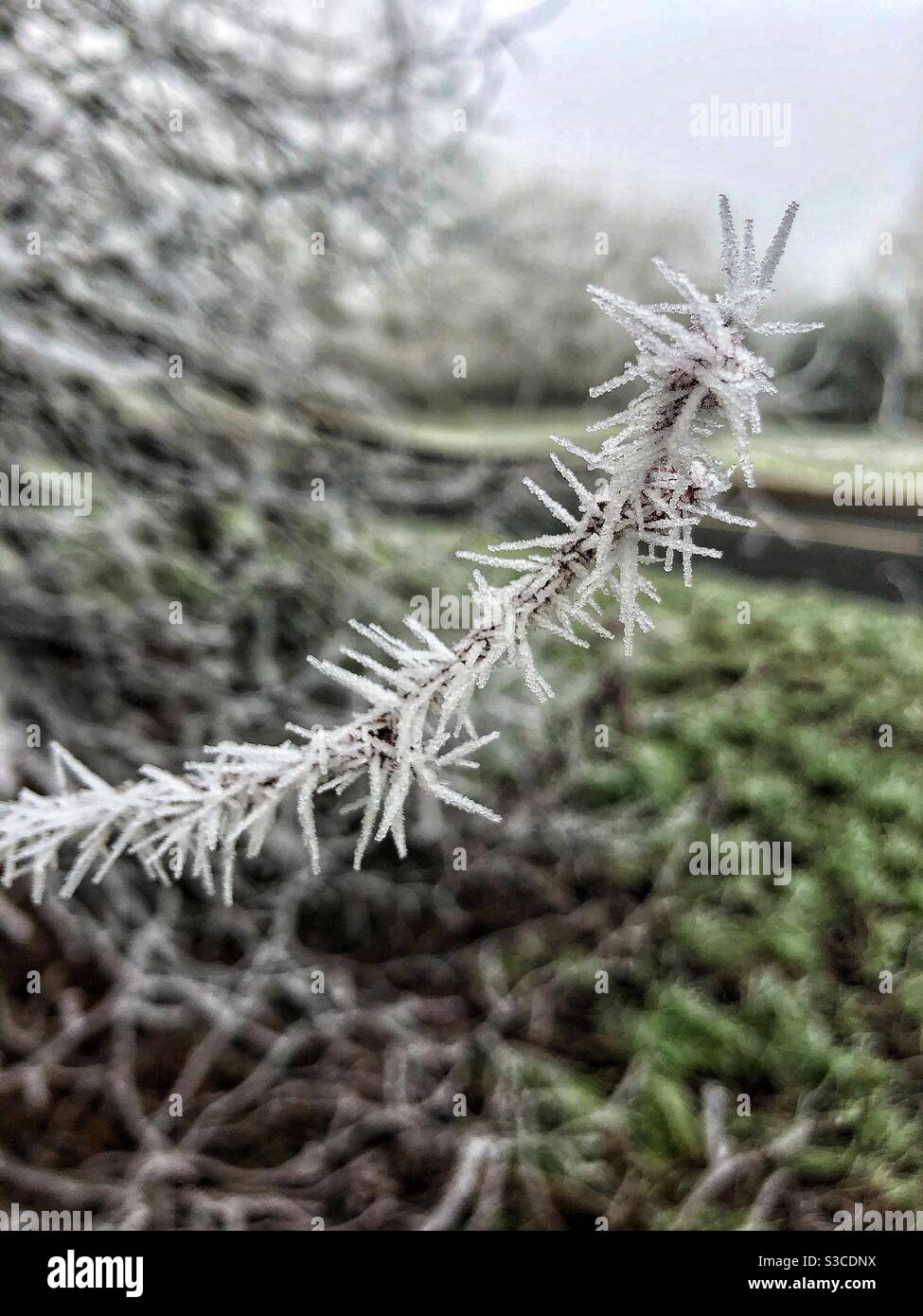 Rime ice spikes on a tree - Smartphone Captured Stock Image