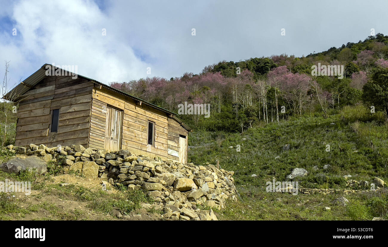 house on the hill with cherry blossoms Stock Photo