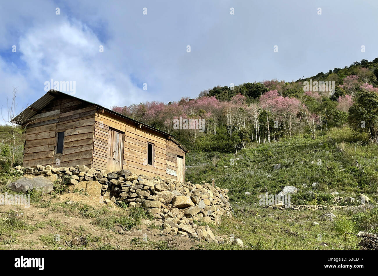 house on the hill with cherry blossoms Stock Photo