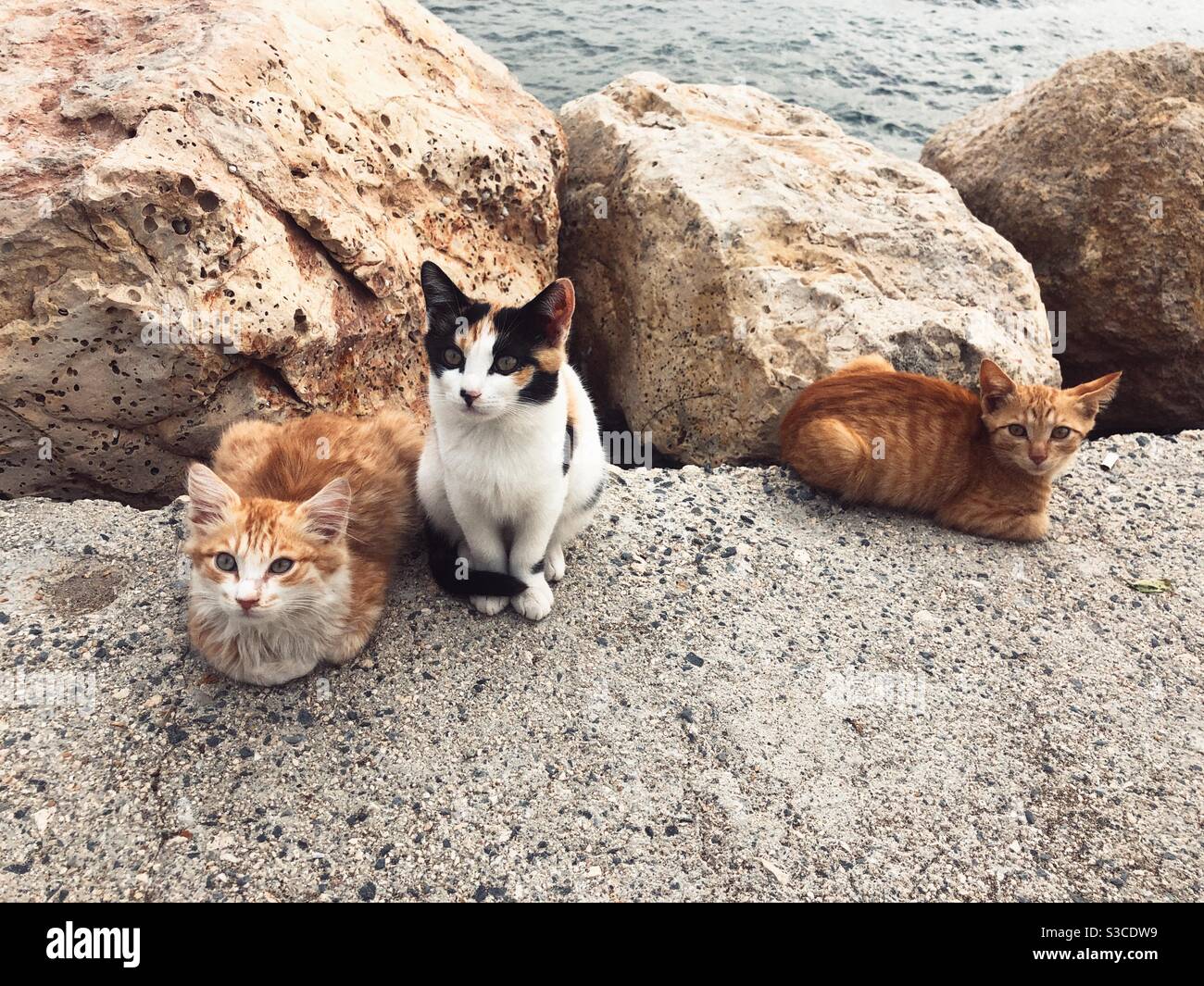 Three kittens sitting by the sea - Smartphone Captured Stock Image