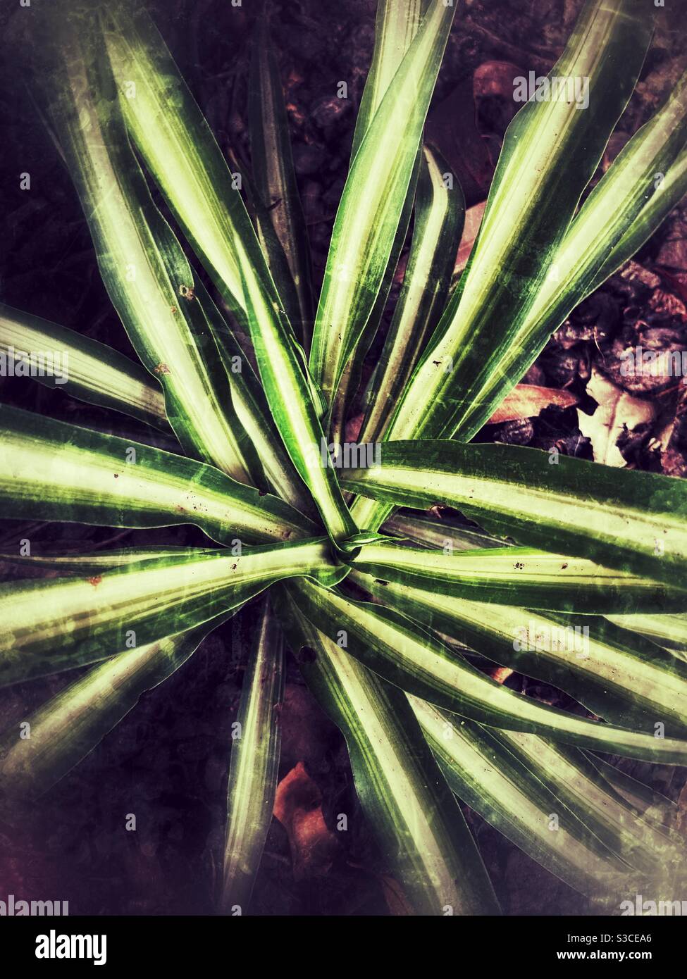 Neglected spider plant in the garden. - Smartphone Captured Stock Image