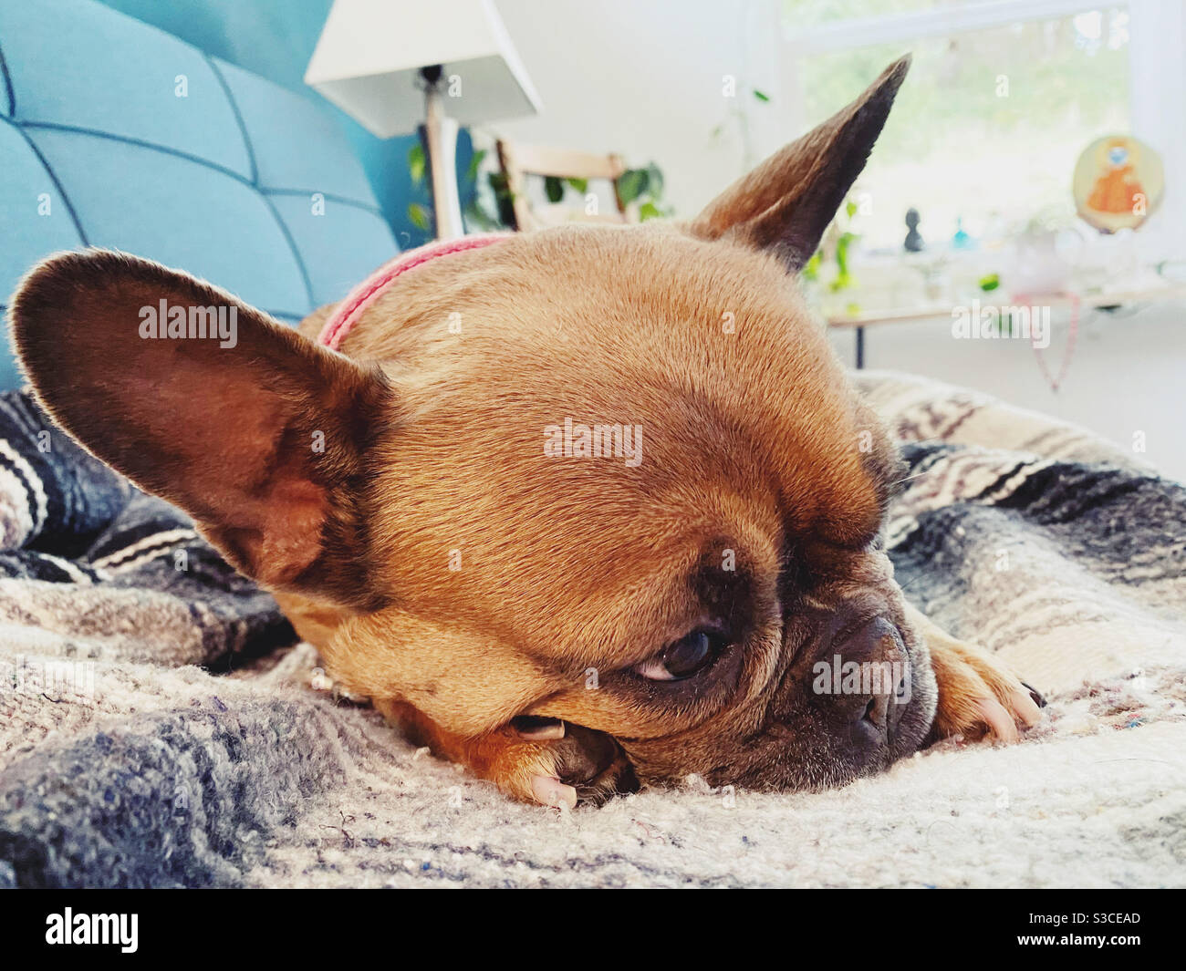 A sleepy french bulldog Stock Photo - Alamy