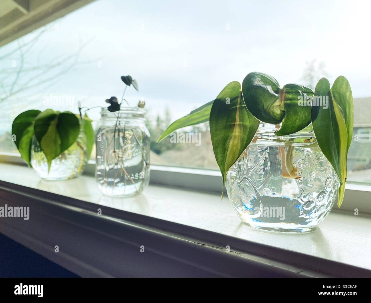 Cuttings from plants in water on a windowsill. Stock Photo
