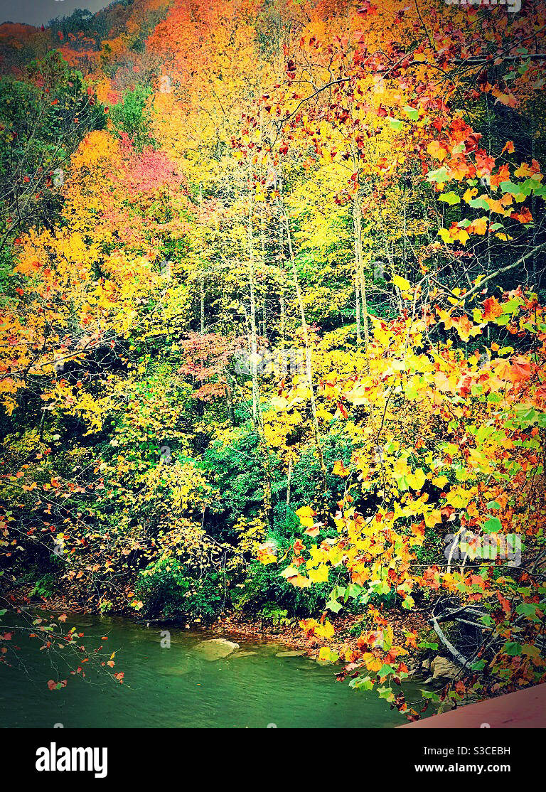 Fall foliage Stock Photo