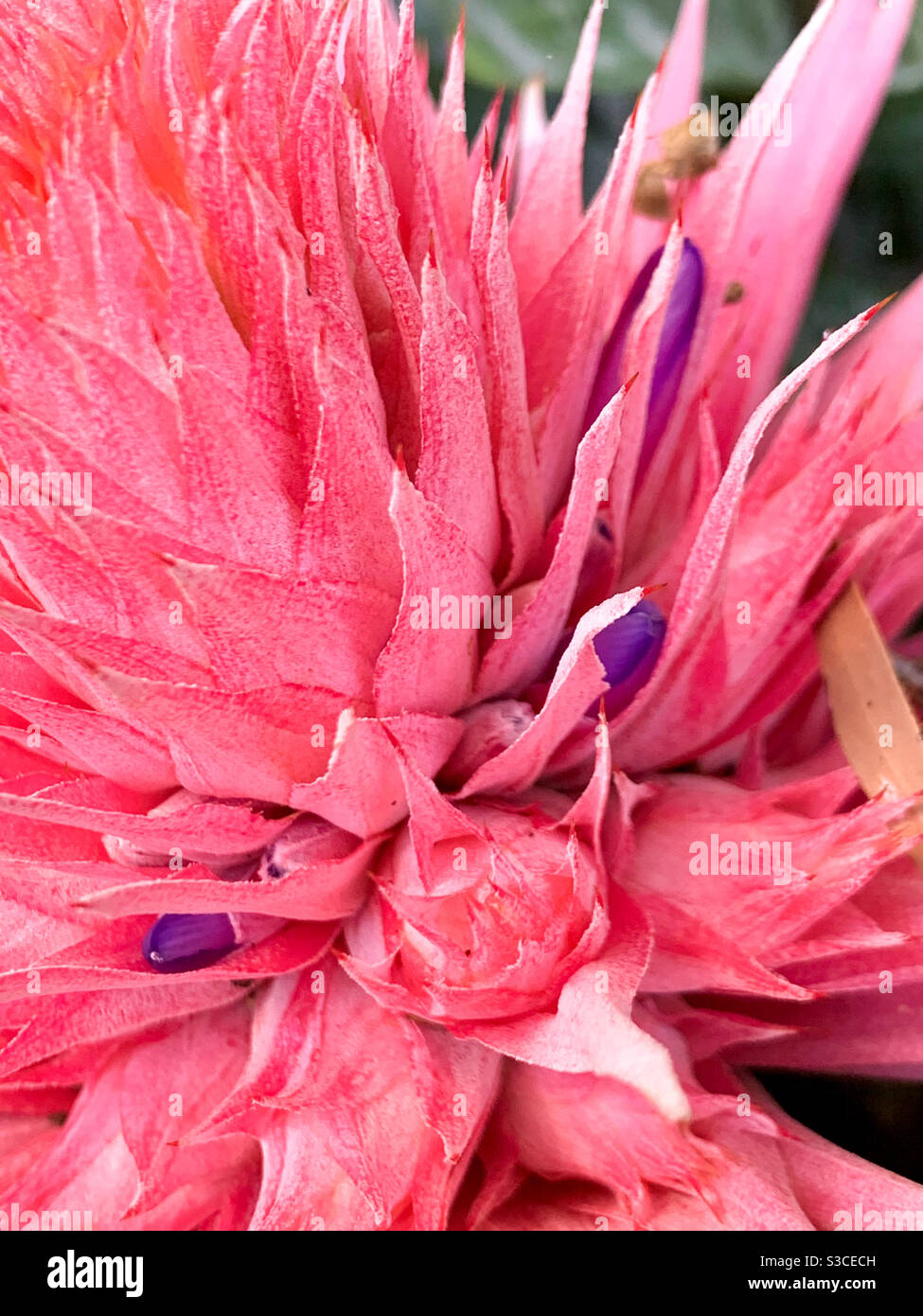 Macro of the fabulously pink Bromeliad bloom, Aechmea fasciata Stock Photo