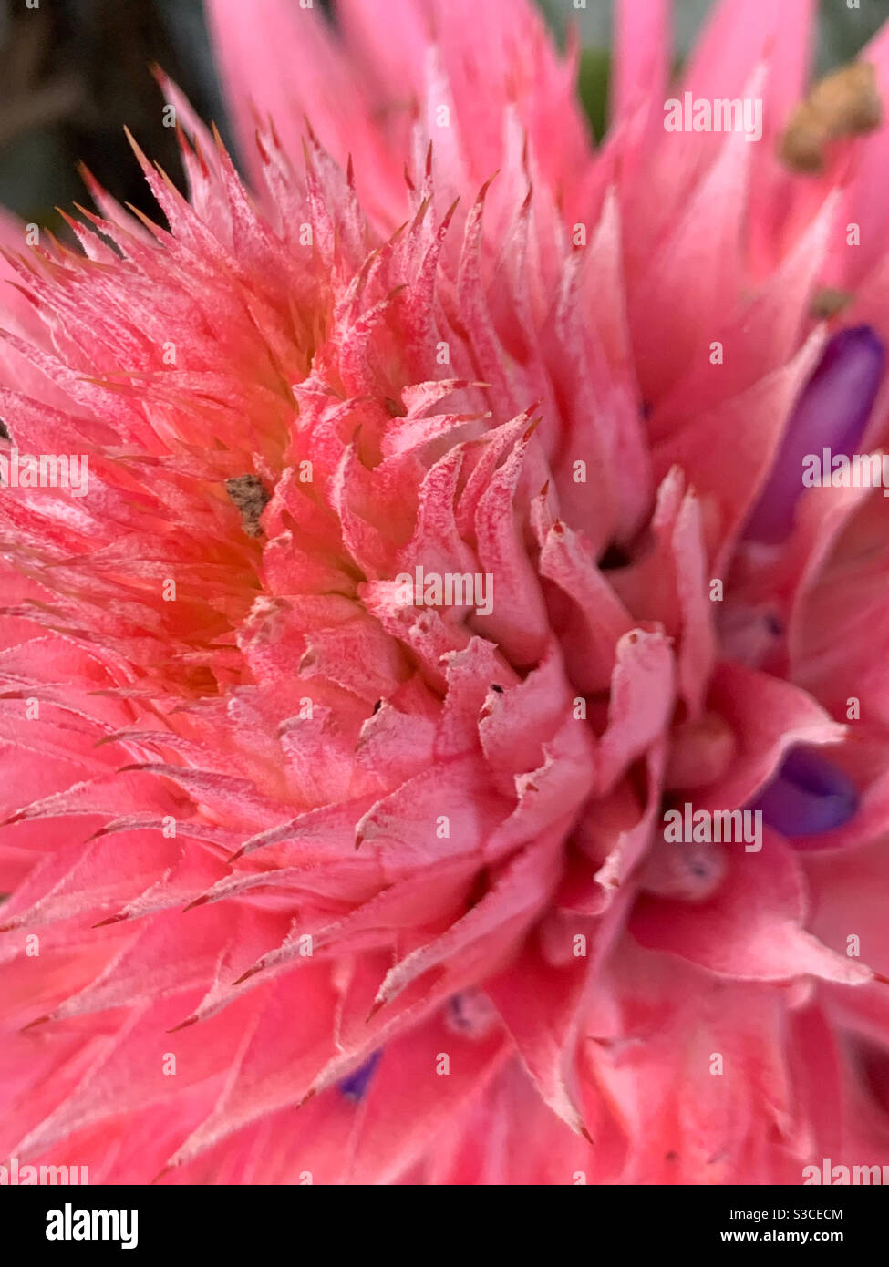 Macro of a stunning pink Bromeliad flower, Aechmea fasciata, with many spiky looking petals Stock Photo