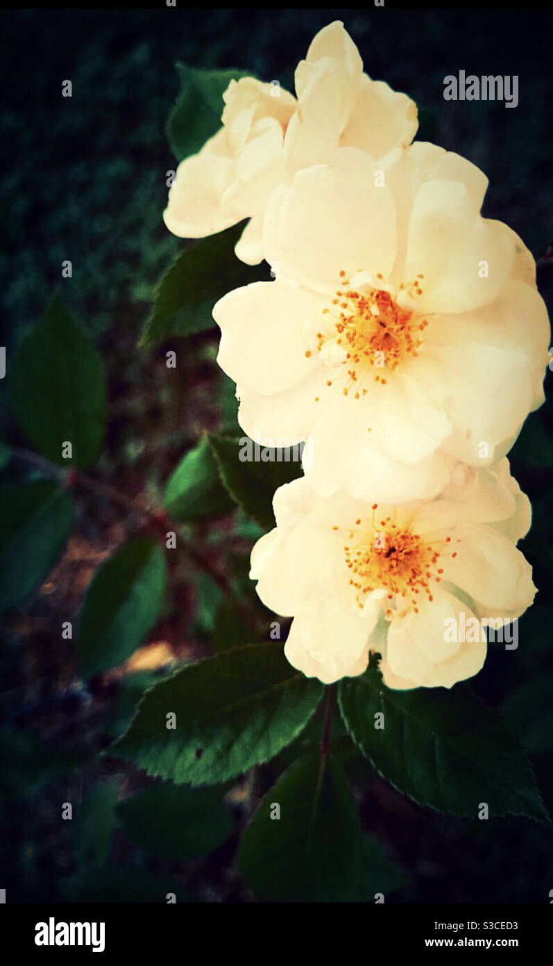 Flowering Stock Photo