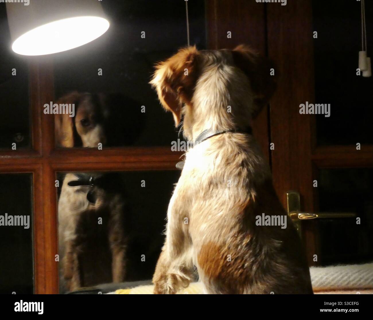 Dog looking at reflection in window Stock Photo