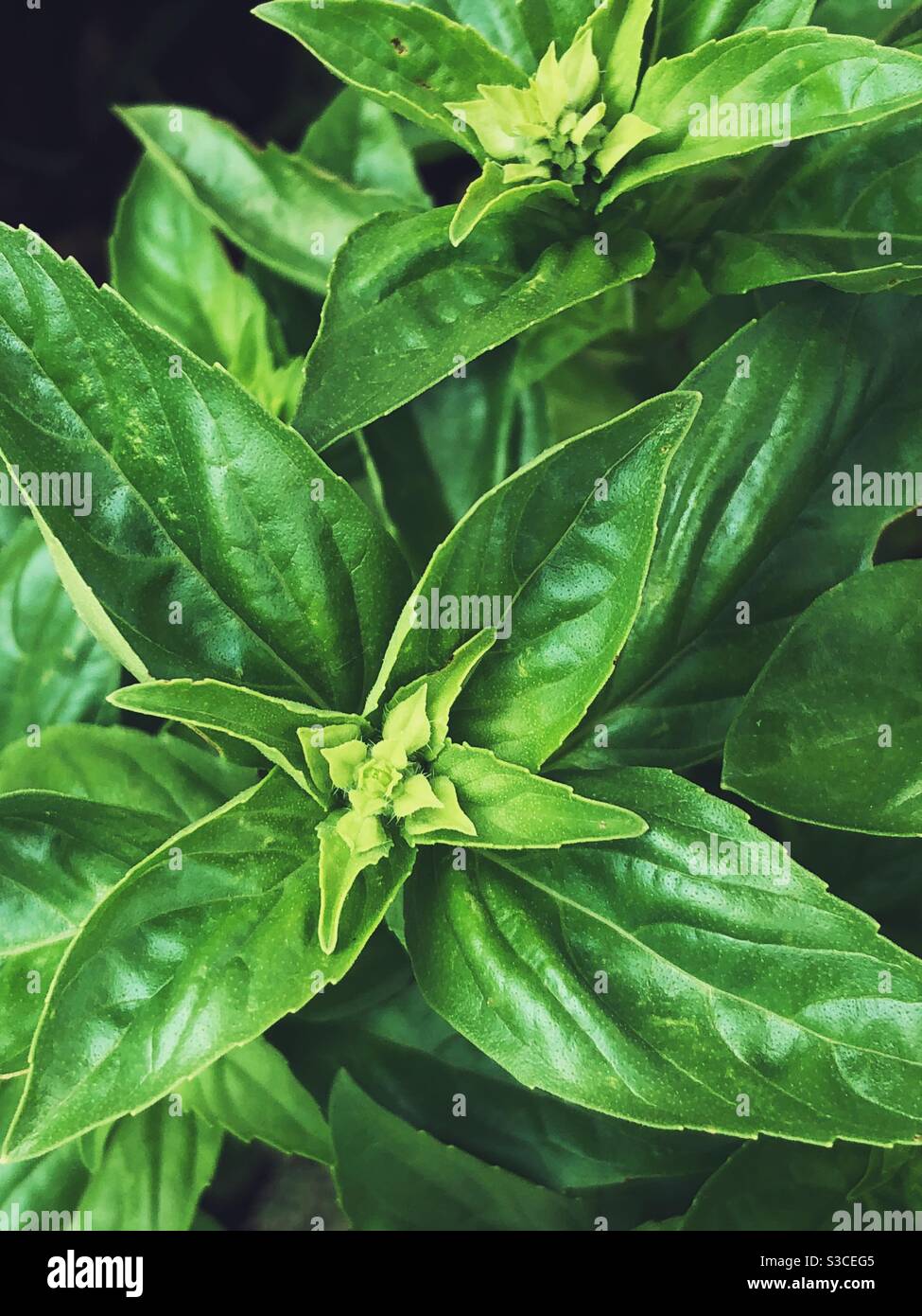 Closeup of basil plant leaves Stock Photo