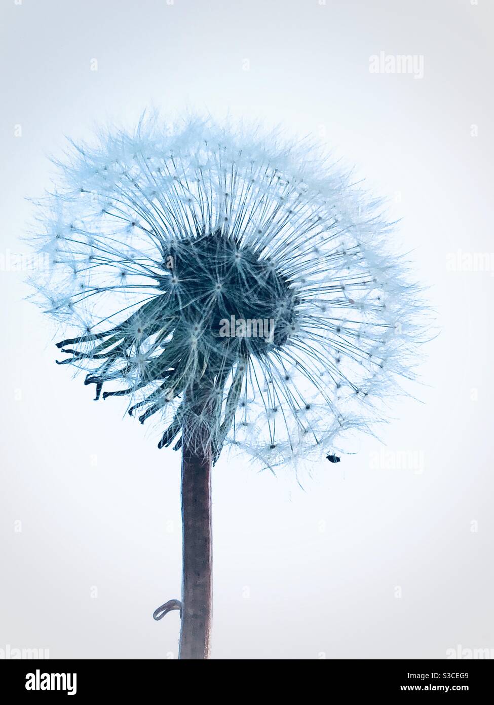White fluffy dandelion with tiny black insect on it against white sky background Stock Photo