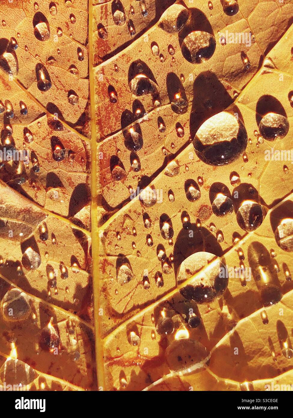 Closeup of golden yellow leaf with veins and water droplets in morning sun Stock Photo