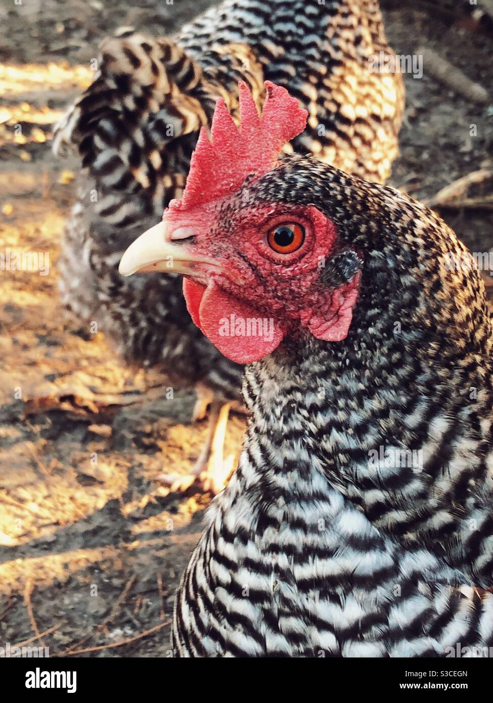 Closeup of Plymouth Rock chicken face Stock Photo