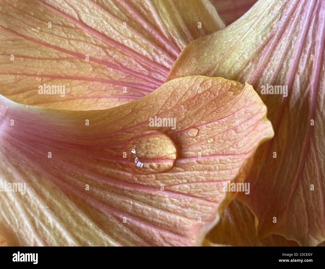 Hibiscus flower petals with a raindrop Stock Photo