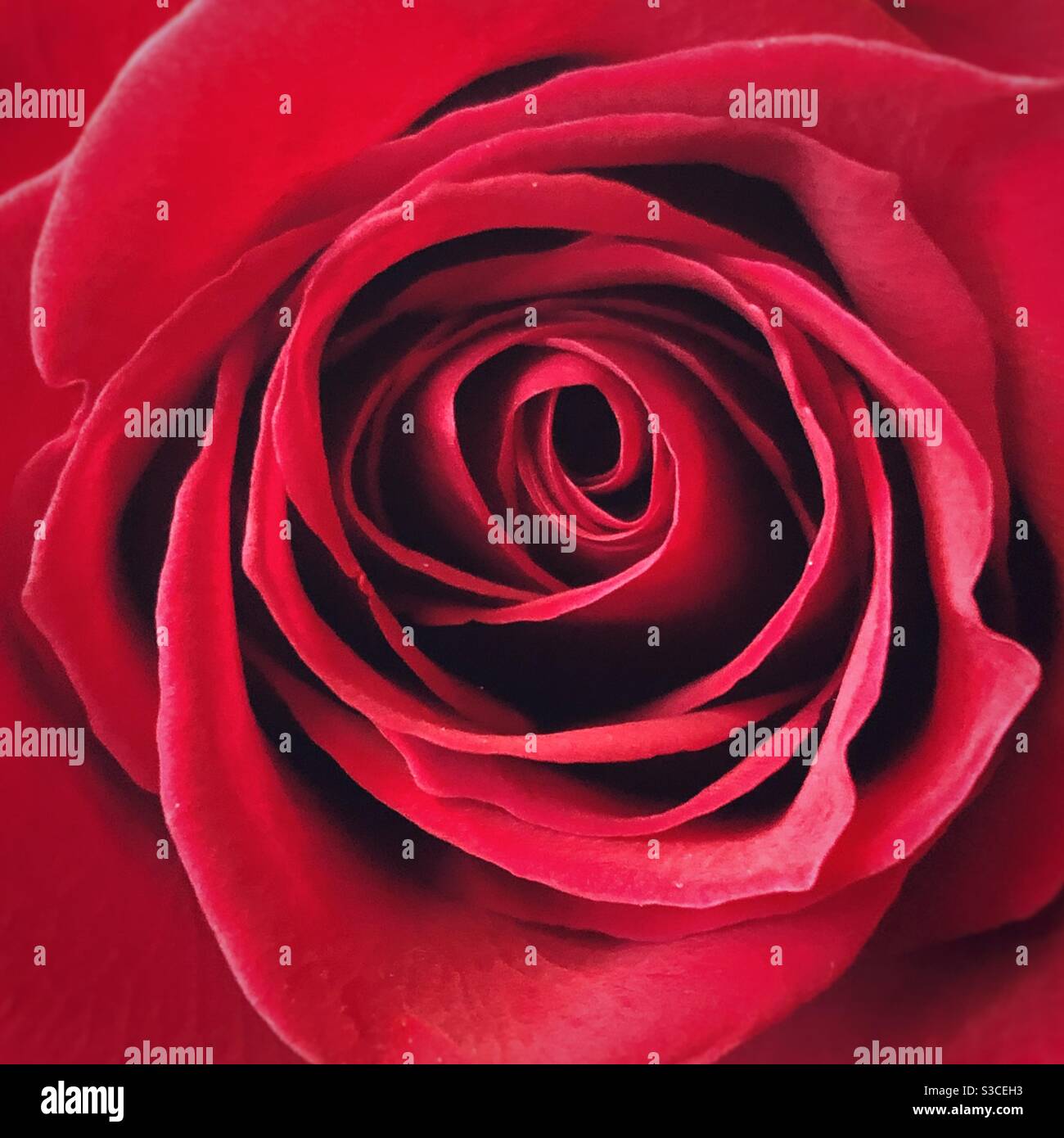 Closeup of red rose Stock Photo