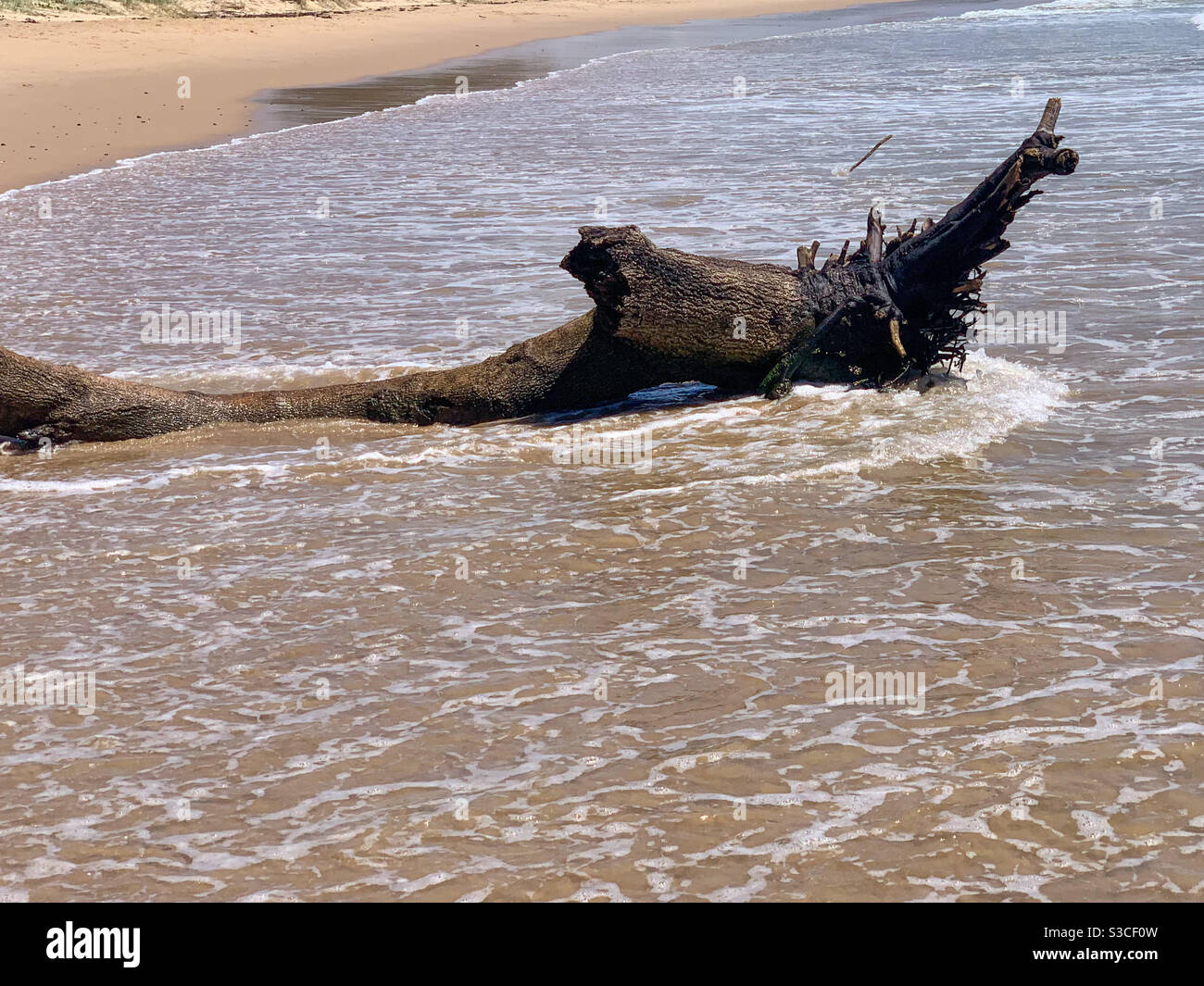 A fallen tree trunk and roots lying on the beach, engulfed in sea water - Smartphone Captured Stock Image