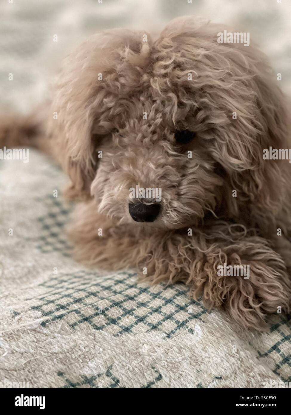 Puppy portrait - Smartphone Captured Stock Image