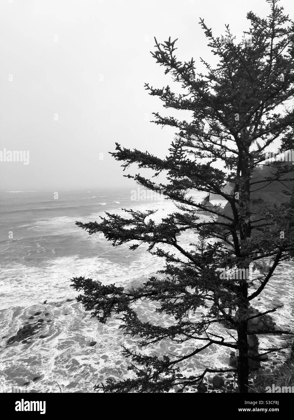 Douglas Fir tree clinging to the side of a cliff over looking the Oregon Coast Pacific Ocean during a gale warning, high surf advisory in January Stock Photo