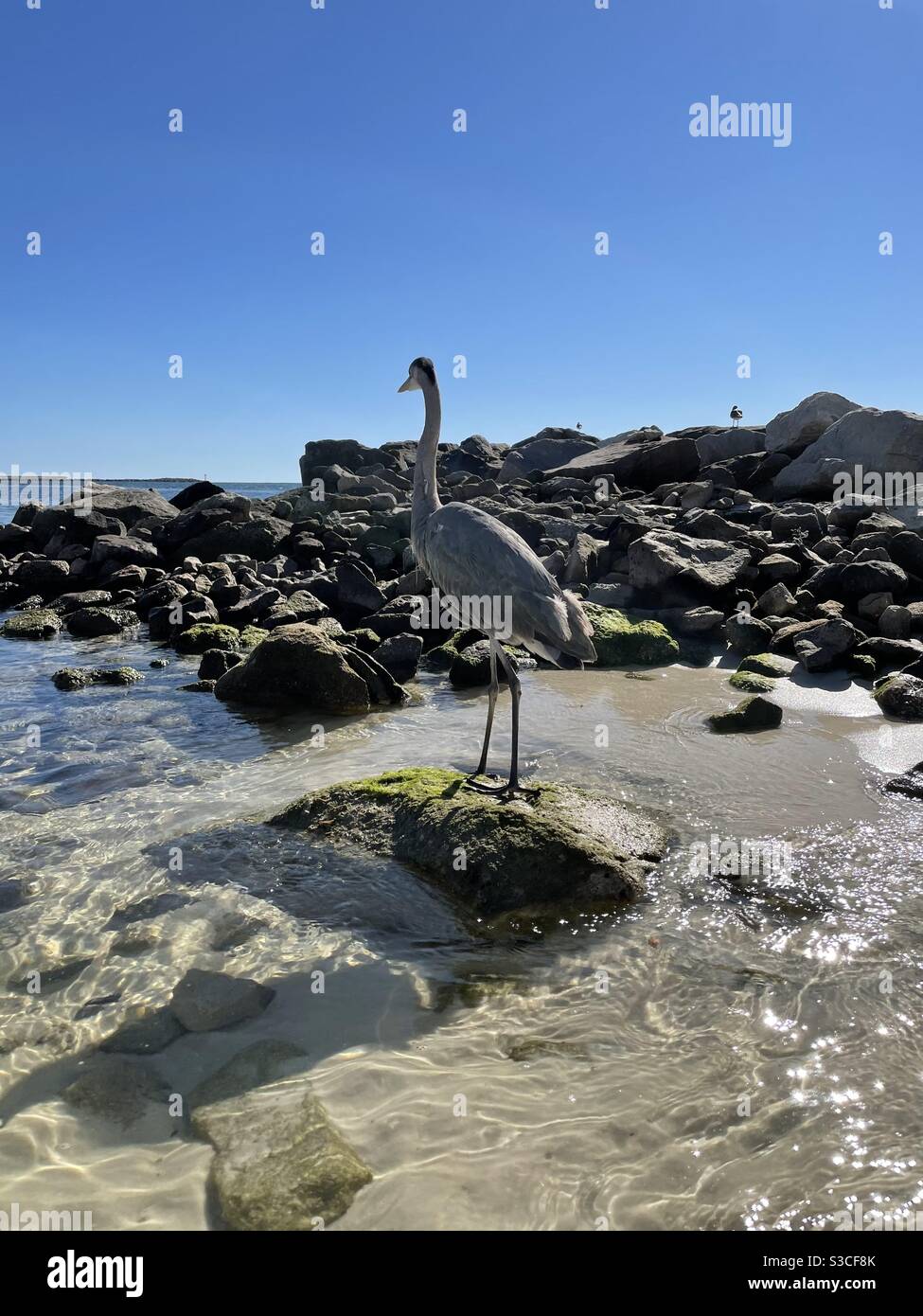 Great blue heron standing on rocky shoreline on Florida beach - Smartphone Captured Stock Image