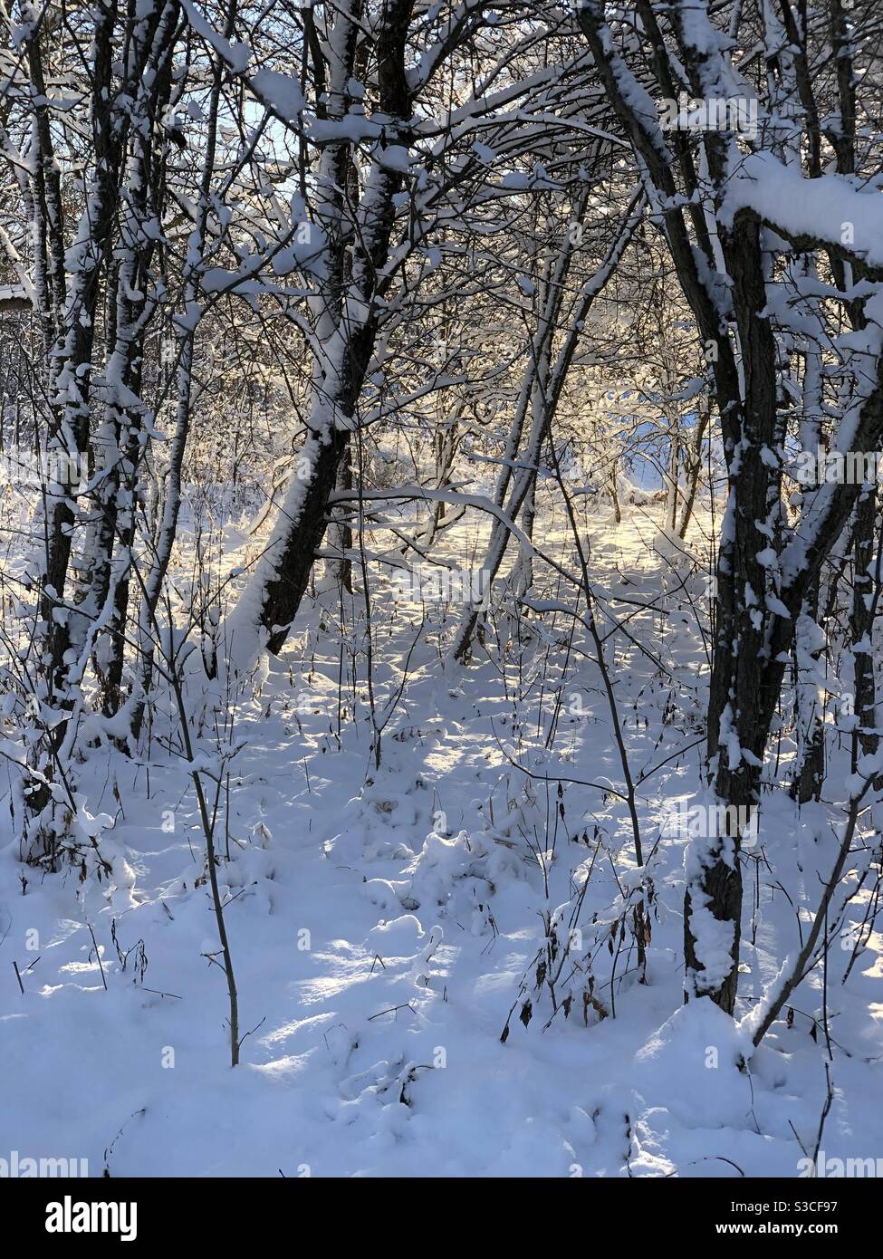 New fallen snow in forest Stock Photo
