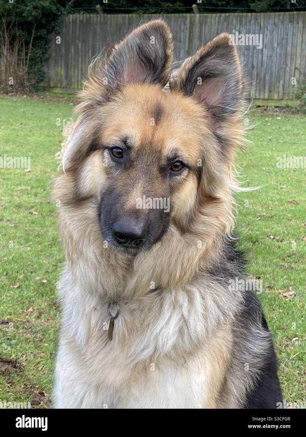 Long haired german shepherd dog hi-res stock photography and images - Alamy