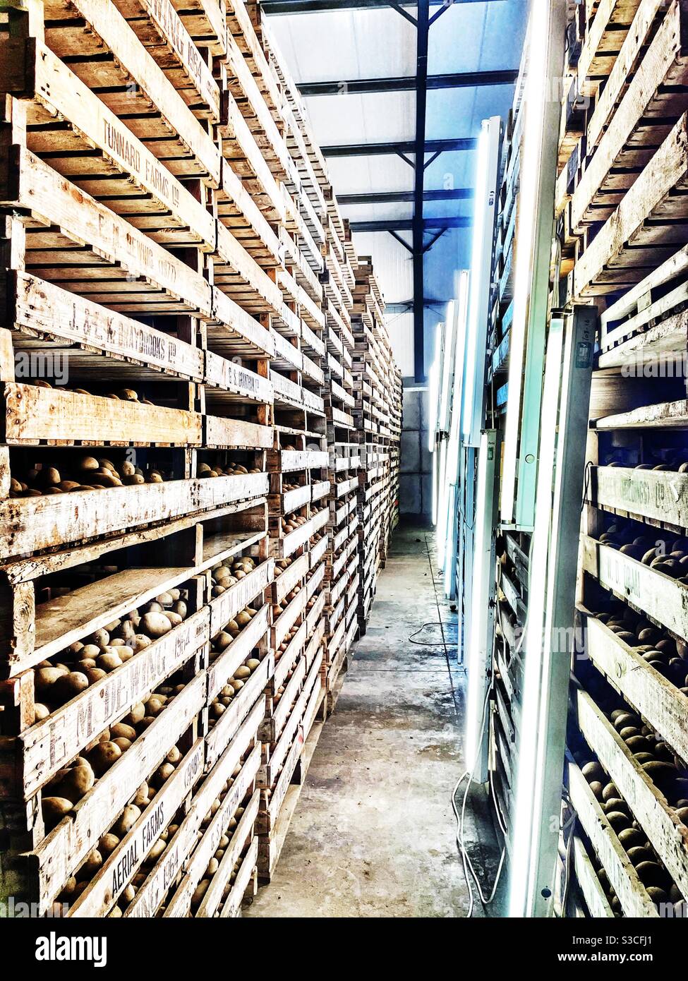 Seed potatoes in storage under artificial light - Smartphone Captured Stock Image