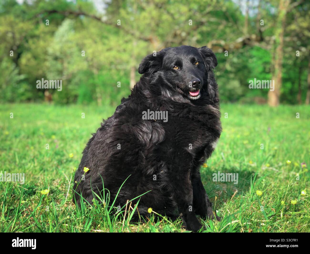 Portrait of happy black dog in green grass Stock Photo - Alamy