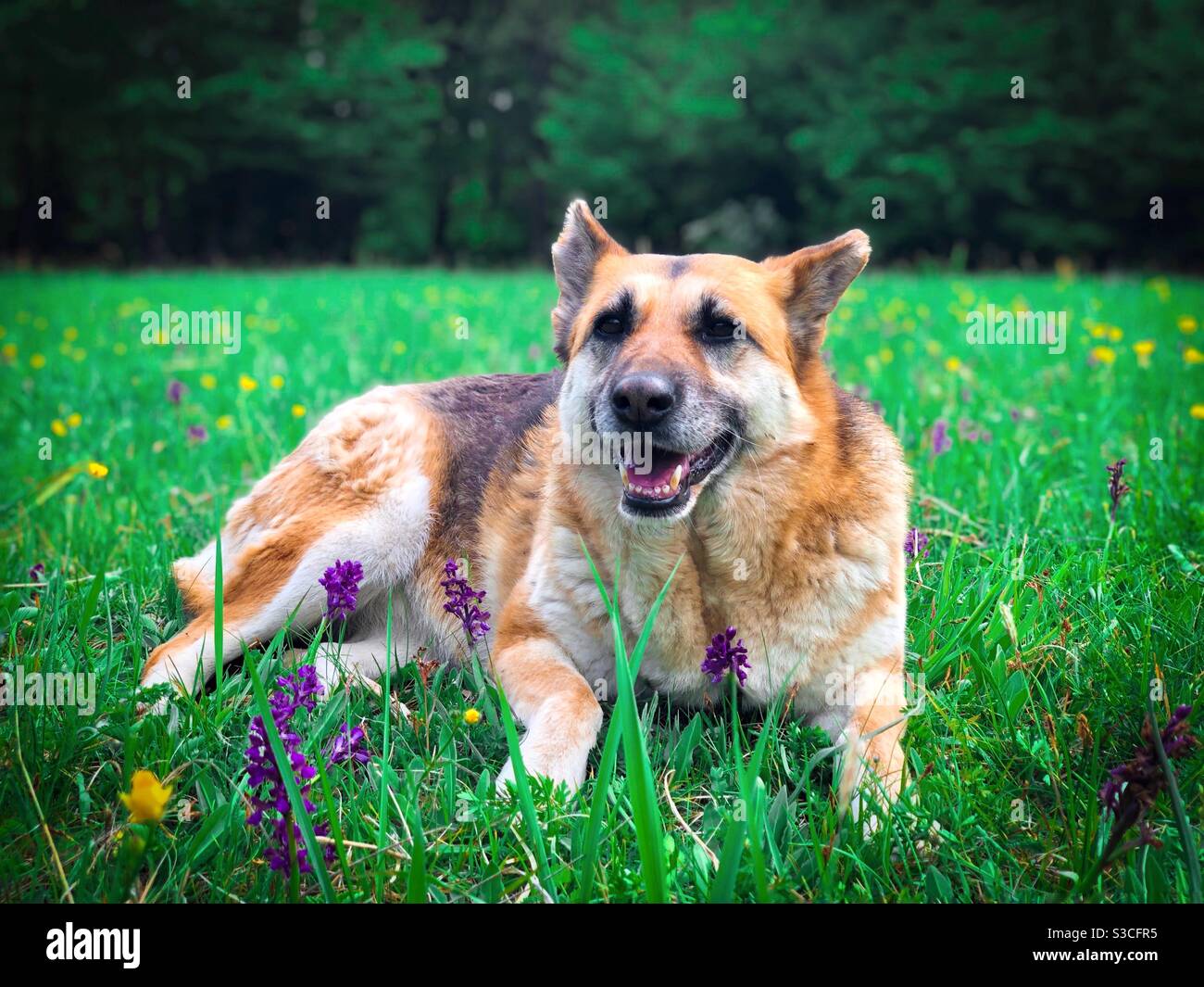 Happy German shepherd dog in green grass - Smartphone Captured Stock Image