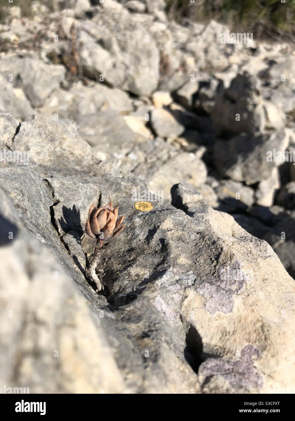 Growing through rock hi-res stock photography and images - Alamy
