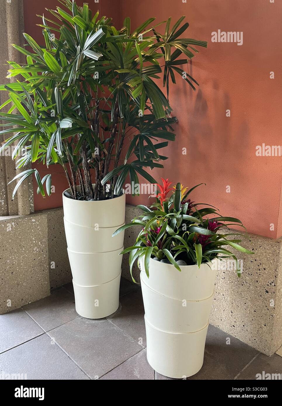 Outdoor bromeliads and tropical plant in pots  against a colorful wall - Smartphone Captured Stock Image