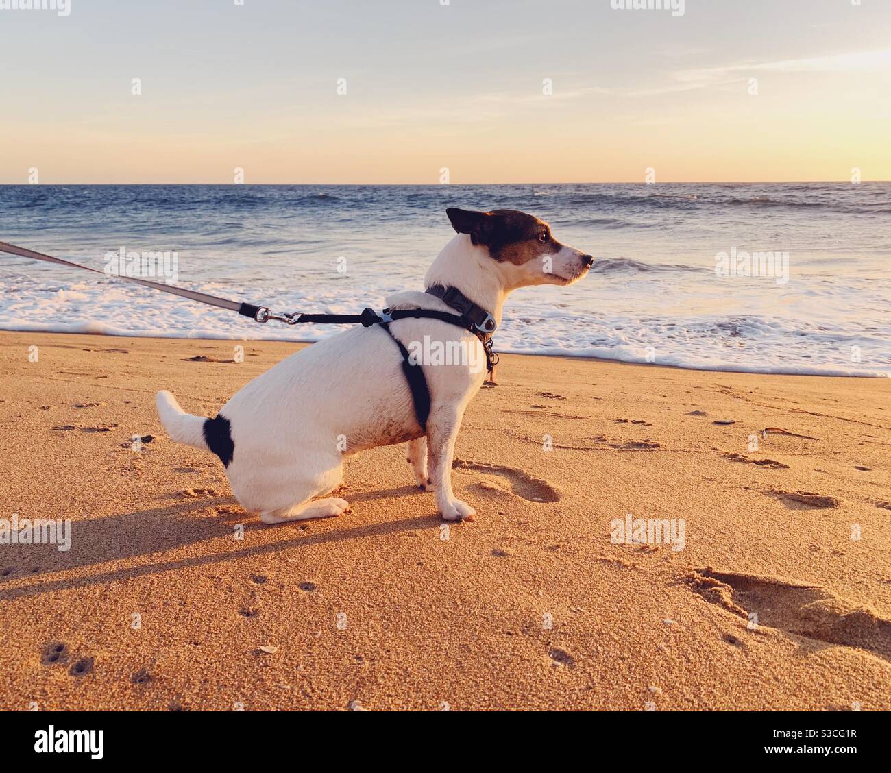 Jack Russell Terrier dog sitting on sandy beach at sunset, with ocean in the background. - Smartphone Captured Stock Image
