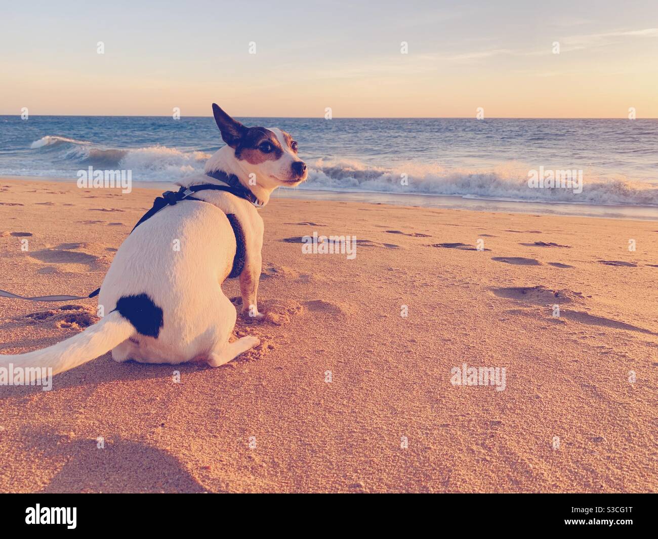 Jack Russell Terrier dog sitting on sandy beach at sunset - Smartphone Captured Stock Image