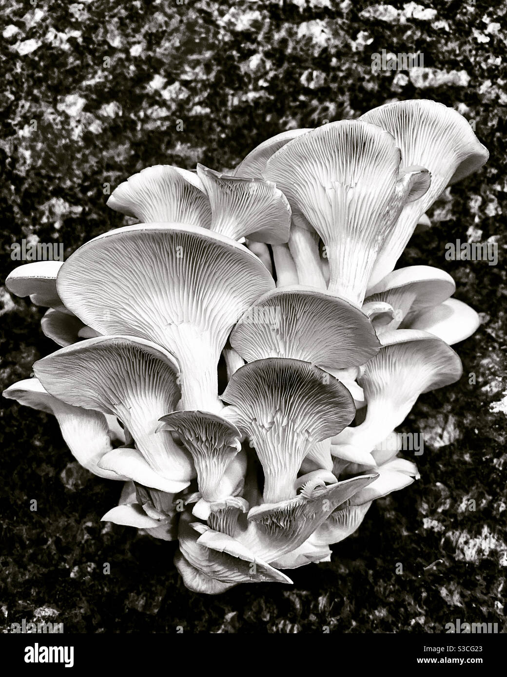 Oyster mushrooms, in black and white - Smartphone Captured Stock Image