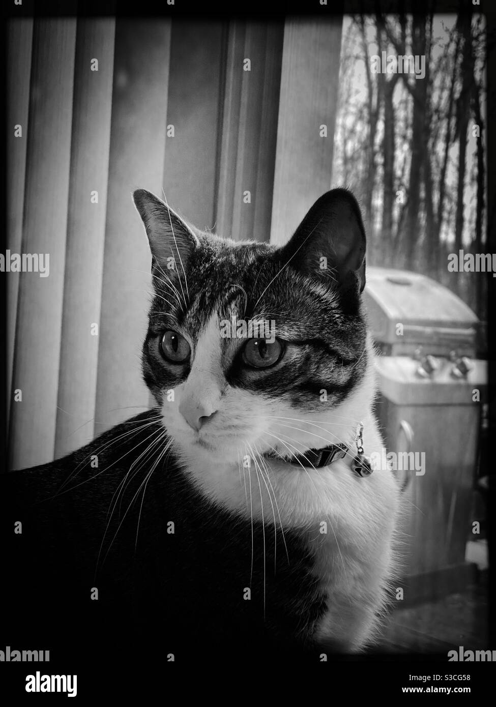 Tabby and white cat portrait in black and white Stock Photo