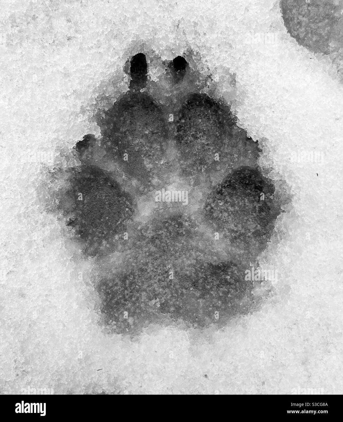 Dog paw print Black and White Stock Photos & Images - Alamy