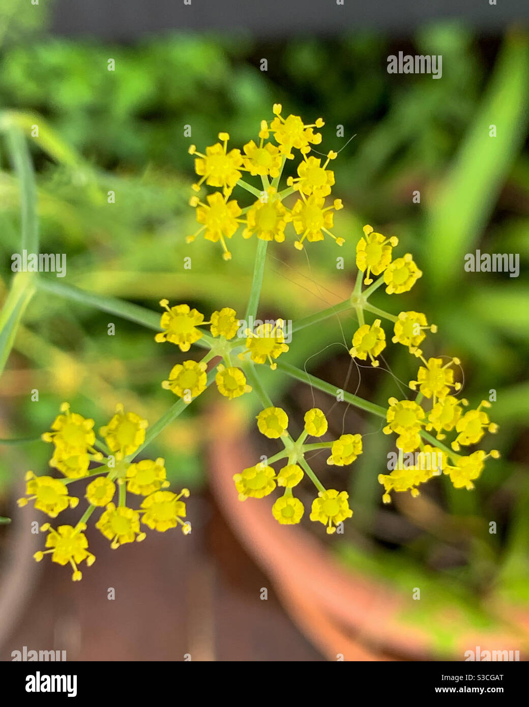 Tiny yellow flowers of a herb plant gone to seed Stock Photo