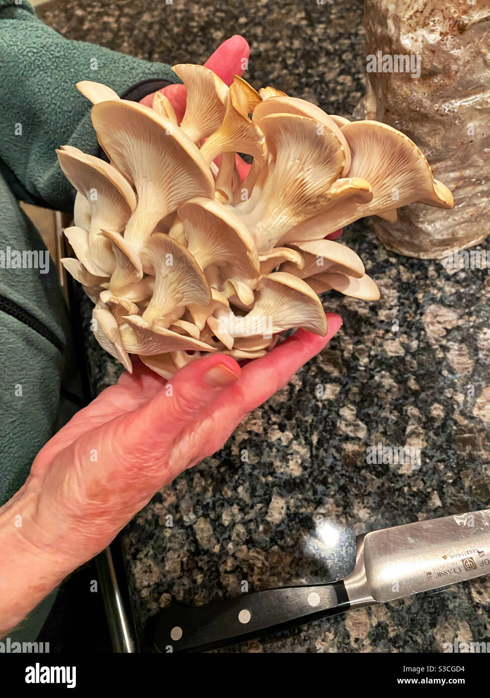 Oyster mushrooms being prepared in a kitchen - Smartphone Captured Stock Image