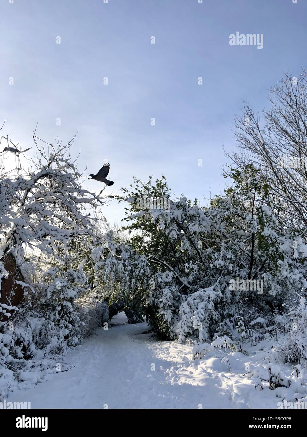 UK weather:Sunny afternoon in Morley, Leeds, West Yorkshire. 15th January 2021 With a Sunny day mixed with yesterday’s snow showing nature at its best. Credit:Victoria Gardner/Alamy Live News - Smartphone Captured Stock Image