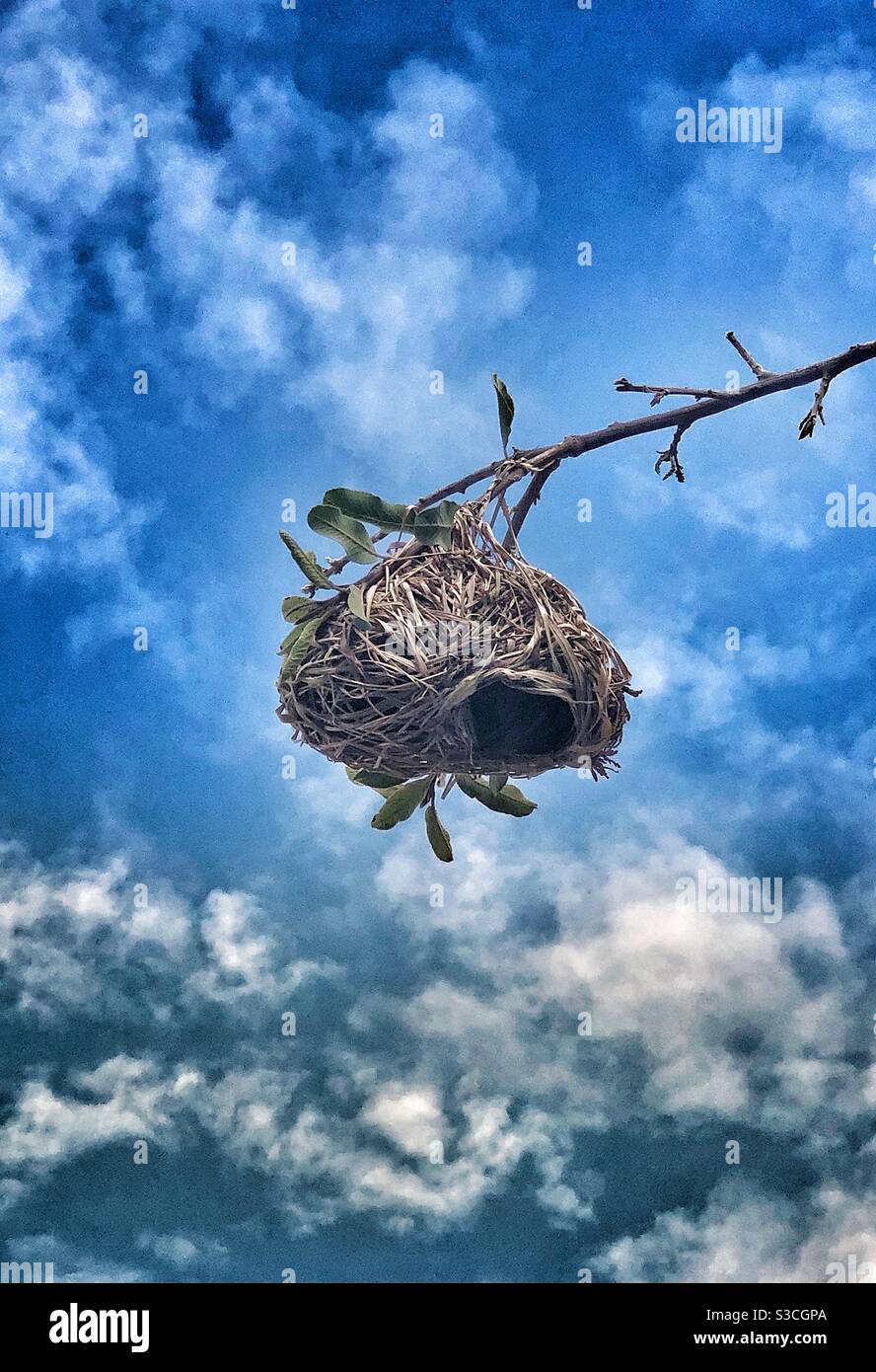 Weaver’s nest against cloudy sky - Smartphone Captured Stock Image