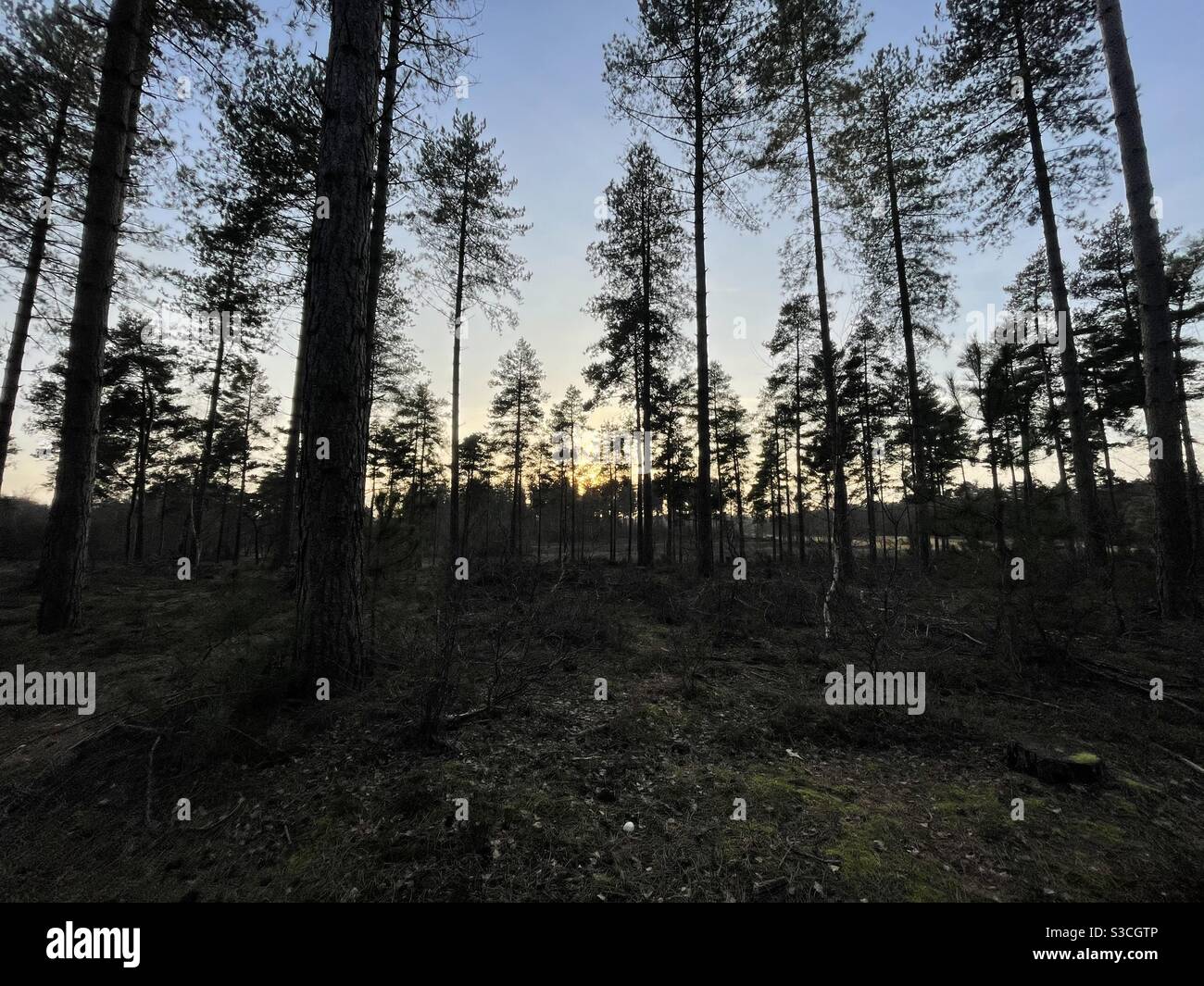 Pines trees silhouette hi-res stock photography and images - Alamy