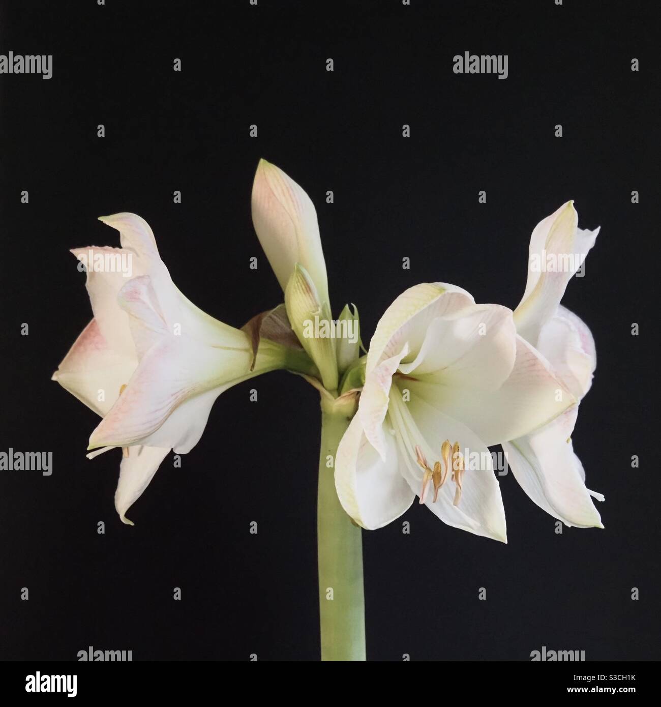 Amaryllis Blüten blühen Stock Photo