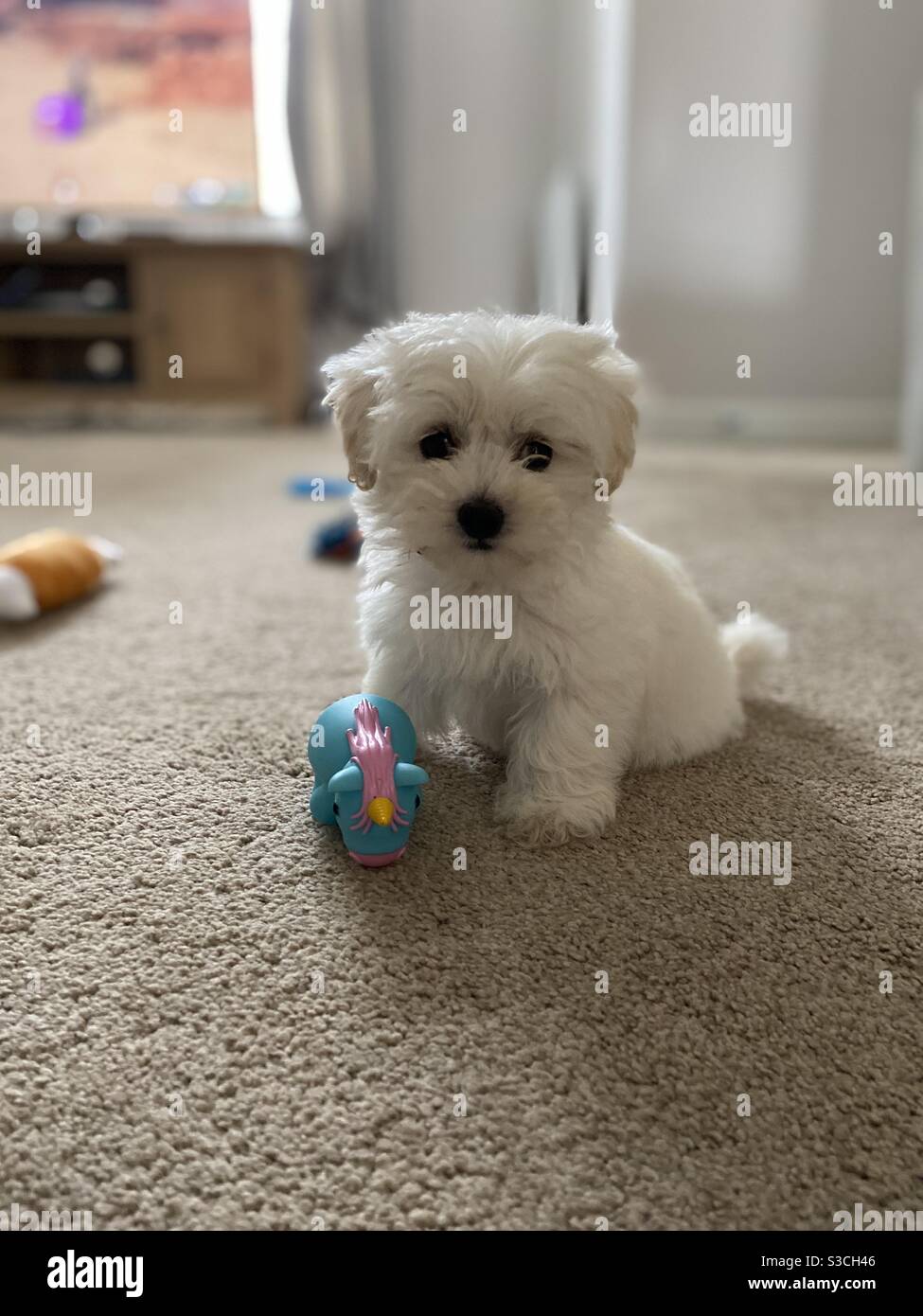 8 week old maltipoo puppy with toy Stock Photo Alamy