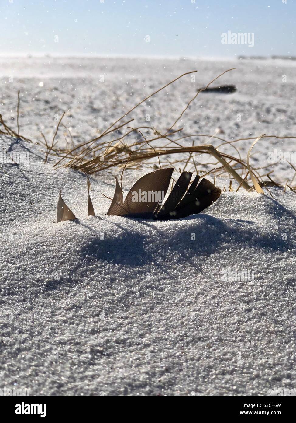 Hard wind blowing grains of sand across grass and single feather on